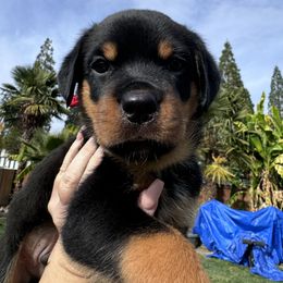 Red collar boy ♥️ - Black and mahogany Rottweiler puppy in Medford, Oregon from 541Rottweilers