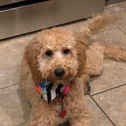 Bulldogs, Cavapoos, and Goldendoodles from Bailey’s Cajun Canines