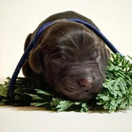 Boy 4 - Liver male Boykin Spaniel puppy in Capron, Virginia from Triple Creek Kennel