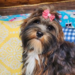 Molly - Havanese