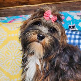 Molly - Havanese