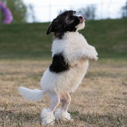 Lowchen Puppies from Dragonne Lowchen