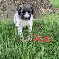 Double Doodle Puppies from Little Muddy Doodles