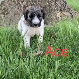 Double Doodle Puppies from Little Muddy Doodles