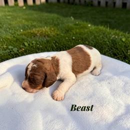 Beast - Parti male Poodle puppy in Ellenburg Center, New York from Kristin's Puppies