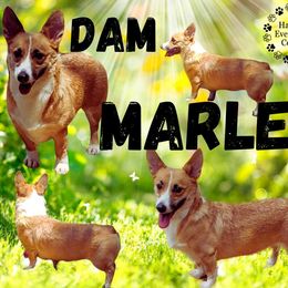 Marley - Pembroke Welsh Corgi
