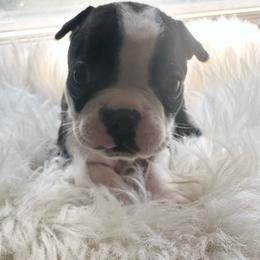 Boy five - Black brindle and white male Boston Terrier puppy in Georgia from KD’s K9 Oasis