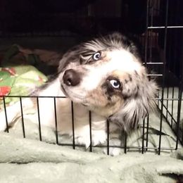 Indigo - Miniature Australian Shepherd