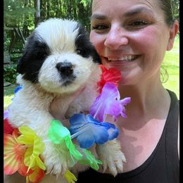 Orange female - Mahogany and white female Saint Bernard puppy in New Philadelphia, Ohio from Fletchers Saints