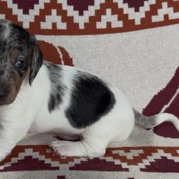 Jack - Dapple male Dachshund puppy in Escalon, California from Dashing Dachshunds RF