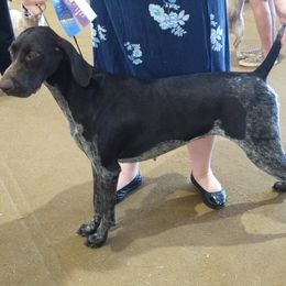 Roxanne - German Shorthaired Pointer