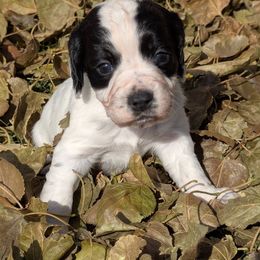 Working or hunting homes only - Black and white male English Cocker Spaniel puppy in Phillips, Nebraska from Fenloch Gundogs