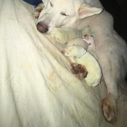 Boy 1 - White male Berger Blanc Suisse puppy in Wisconsin from Andeli vjecnosti