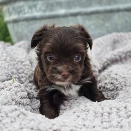 Rolo - Chocolate, tan and white male Yorkshire Terrier puppy in Mountain Grove, Missouri from Precious Puppies