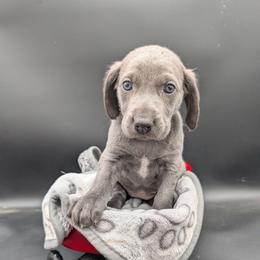 Annie Lenox - Blue female Weimaraner puppy in Evart, Michigan from Drehbar Weimaraners