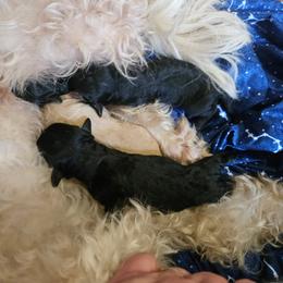 Apricot Female - female Cavapoochon puppy in Waldron, Arkansas from Kay’s Cutie Poos
