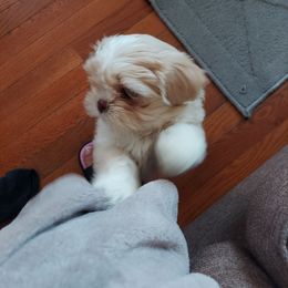 Shih Tzu Puppies from N.F.S.T Imperial ShihTzu Puppies.