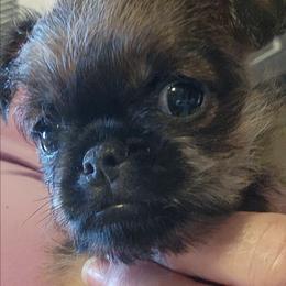 Lazer - Red male Brussels Griffon puppy in Nc, Florida from Brusseluv2