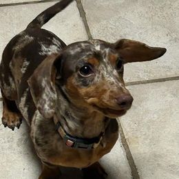 Dumplin - Dachshund