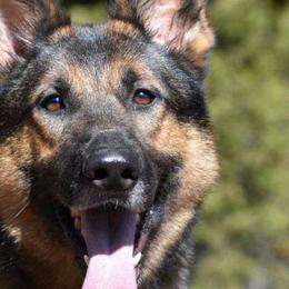 Charli - German Shepherd