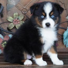 Boy 2 - Black tri male Miniature Australian Shepherd puppy in Lawton, Oklahoma from Lindsey’s Aussies