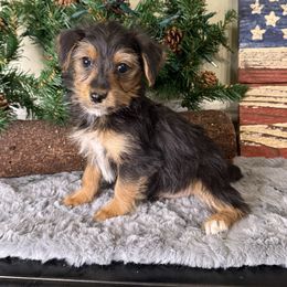 Jett - Black and gold male Yorkipoo puppy in Henderson, North Carolina from Dorans Danes and Doodles