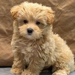 Riley - Apricot female Maltipoo puppy in Lebanon, Kentucky from Mosaic Merle Doodles