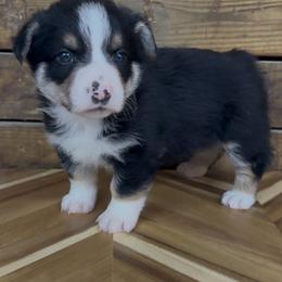 RED boy - Black and tan male Pembroke Welsh Corgi puppy in Guilford, Indiana from Manning Family Farm