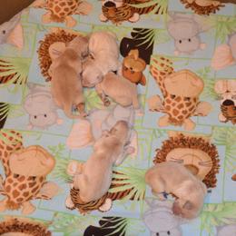 Boy 2 - Golden male Golden Retriever puppy in Webster City, Iowa from Whispering Pines Precious Puppies