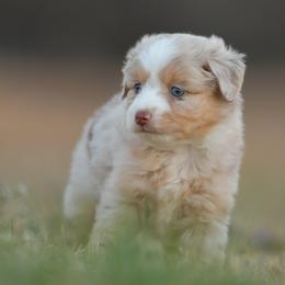 Mustard - Red merle male Toy Australian Shepherd puppy in Hartman, Arkansas from Southern Edition Aussies