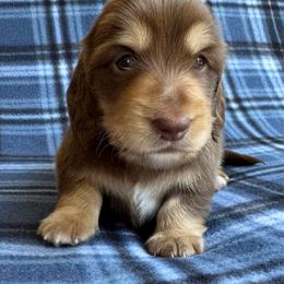 Red collar - Chocolate and cream male Dachshund puppy in Cherry Valley, California from Sugar and Spice Dachshunds