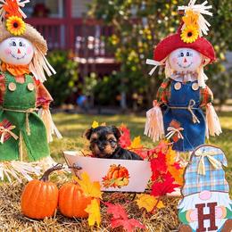 Isis - Black and tan female Yorkshire Terrier puppy in Louisburg, North Carolina from Nell’s Adorable Yorkshire’s