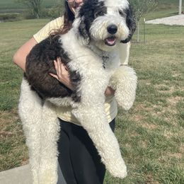 Bernedoodle, Bernese Mountain Dog, and Sheepadoodle All Grown Up from VonDoodles Bernedoodles & Sheepadoodles
