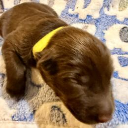 Val - Red tri-color male Australian Shepherd puppy in Az, Yuma, Arizona from The Southern Dog