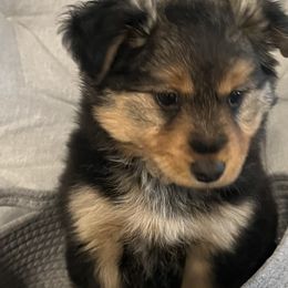 Miniature Australian Shepherds from West Texas Aussies