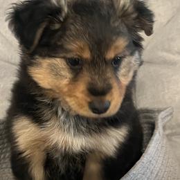 Miniature Australian Shepherds from West Texas Aussies