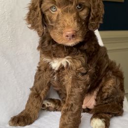 Goldendoodle Puppies from Garden City Doodles, LLC