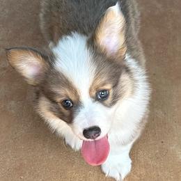 Benz - Blue male Pembroke Welsh Corgi puppy in Cashion, Oklahoma from Shabby Chic Corgis