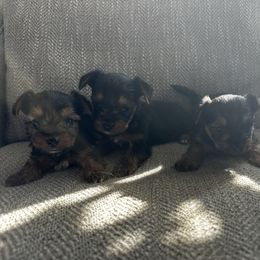 Yorkshire Terrier puppies from Corbin’s Yorkies