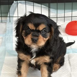 Diana - Black and white female Cavalier King Charles Spaniel puppy in Memphis, Tennessee from Fern Valley Cavaliers