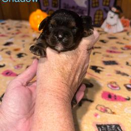 Shadow - Black and tan male Cavalier King Charles Spaniel puppy in Broken Arrow, Oklahoma from Cavalier King Charles Heartland