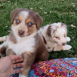 2 - Red tri-color female Australian Shepherd puppy in Ontario, Oregon from Eagle Valley Australian Shepherds