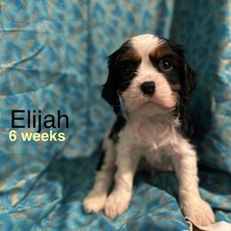 Sir Camelot (Elijah) - Tri-color male Cavalier King Charles Spaniel puppy in Broken Arrow, Oklahoma from Cavalier King Charles Heartland