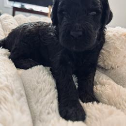 Dark green boy, Brody - Black male Poodle puppy in Gainesville, Georgia from Rose’s Goldendoodles & Standard Poodles