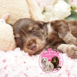 Dachshund Puppies from 30 Acre Woods Dachshunds