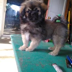Tibetan Spaniel Puppies from Bandor Tibetans