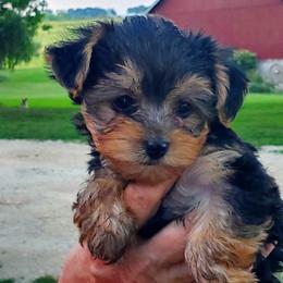 Yorkshire Terrier Puppies from Kathy's little yorkies