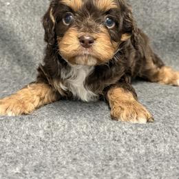 Kinder - Chocolate male Cavalier King Charles Spaniel puppy in Fresno, California from CaliCavaliers