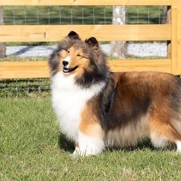Roxy - Shetland Sheepdog