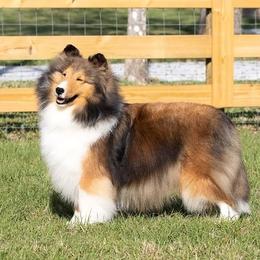 Roxy - Shetland Sheepdog